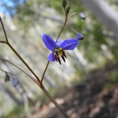 Dianella revoluta var. revoluta (Black-Anther Flax Lily) at Kambah Pool - 27 Oct 2021 by MatthewFrawley