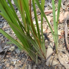 Dianella revoluta var. revoluta at Paddys River, ACT - 27 Oct 2021