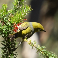 Zosterops lateralis (Silvereye) at Paddys River, ACT - 27 Oct 2021 by MatthewFrawley