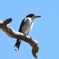 Cracticus torquatus (Grey Butcherbird) at Kambah Pool - 27 Oct 2021 by MatthewFrawley