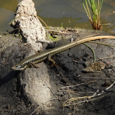 Eulamprus heatwolei (Yellow-bellied Water Skink) at Kambah Pool - 27 Oct 2021 by MatthewFrawley