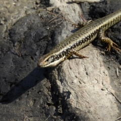 Eulamprus heatwolei at Paddys River, ACT - 27 Oct 2021