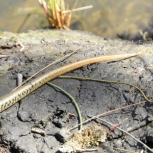 Eulamprus heatwolei at Paddys River, ACT - 27 Oct 2021