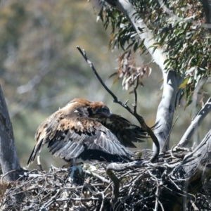 Aquila audax at Ainslie, ACT - suppressed