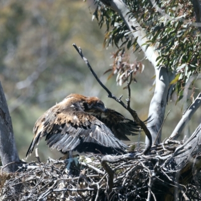 Aquila audax (Wedge-tailed Eagle) at Mount Ainslie - 25 Oct 2021 by jb2602