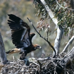 Aquila audax at Ainslie, ACT - suppressed