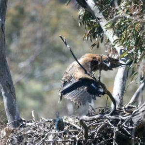 Aquila audax at Ainslie, ACT - suppressed