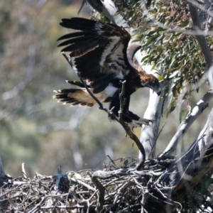 Aquila audax at Ainslie, ACT - suppressed