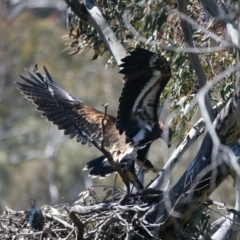 Aquila audax at Ainslie, ACT - 26 Oct 2021