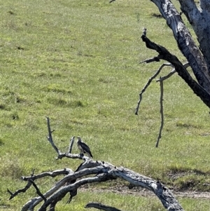 Haliaeetus leucogaster at Wee Jasper, NSW - 27 Oct 2021