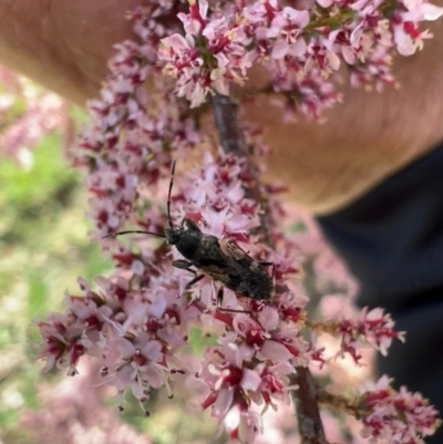 Euander lacertosus (Strawberry bug) at Murrumbateman, NSW - 22 Oct 2021 by SimoneC