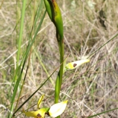 Diuris sulphurea (Tiger orchid) at Cook, ACT - 26 Oct 2021 by drakes