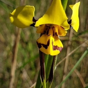 Diuris sulphurea at Cook, ACT - suppressed