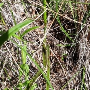 Diuris sulphurea at Cook, ACT - suppressed