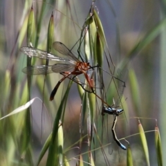 Harpobittacus australis (Hangingfly) at Point Hut to Tharwa - 27 Oct 2021 by RodDeb