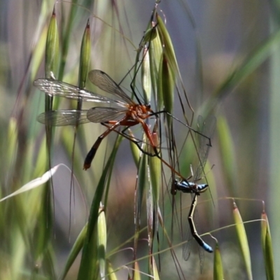 Harpobittacus australis (Hangingfly) at Point Hut to Tharwa - 27 Oct 2021 by RodDeb