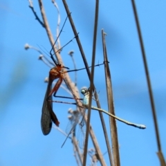 Harpobittacus australis at Paddys River, ACT - 27 Oct 2021