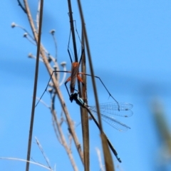 Harpobittacus australis at Paddys River, ACT - 27 Oct 2021