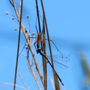 Harpobittacus australis at Paddys River, ACT - 27 Oct 2021 12:39 PM