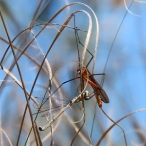 Harpobittacus australis at Paddys River, ACT - 27 Oct 2021 12:39 PM