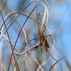 Harpobittacus australis at Paddys River, ACT - 27 Oct 2021