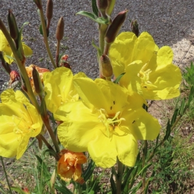 Oenothera stricta subsp. stricta (Common Evening Primrose) at Paddys River, ACT - 27 Oct 2021 by RodDeb