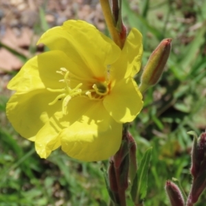 Oenothera stricta subsp. stricta at Paddys River, ACT - 27 Oct 2021 12:41 PM