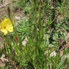 Oenothera stricta subsp. stricta at Paddys River, ACT - 27 Oct 2021 12:41 PM