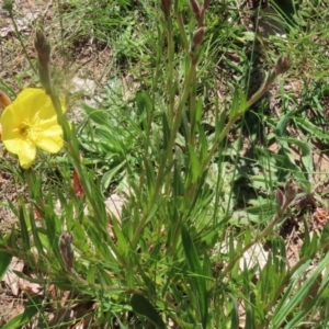 Oenothera stricta subsp. stricta at Paddys River, ACT - 27 Oct 2021