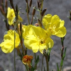 Oenothera stricta subsp. stricta at Paddys River, ACT - 27 Oct 2021 12:41 PM