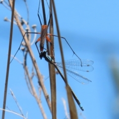 Ischnura heterosticta (Common Bluetail Damselfly) at Point Hut to Tharwa - 27 Oct 2021 by RodDeb