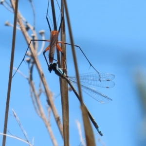 Ischnura heterosticta at Paddys River, ACT - 27 Oct 2021