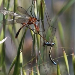 Ischnura heterosticta at Paddys River, ACT - 27 Oct 2021