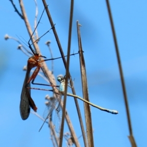 Ischnura heterosticta at Paddys River, ACT - 27 Oct 2021