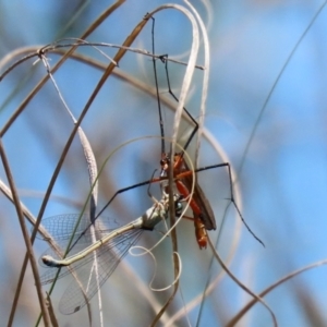 Ischnura heterosticta at Paddys River, ACT - 27 Oct 2021