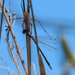 Ischnura heterosticta at Paddys River, ACT - 27 Oct 2021