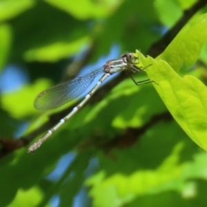 Austrolestes leda at Paddys River, ACT - 27 Oct 2021