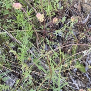 Sanguisorba minor at Binalong, NSW - 27 Oct 2021