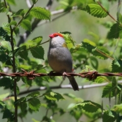 Neochmia temporalis (Red-browed Finch) at Point Hut to Tharwa - 27 Oct 2021 by RodDeb