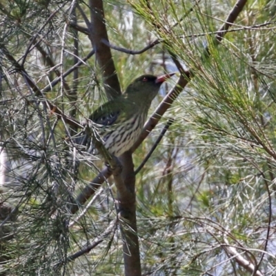 Oriolus sagittatus (Olive-backed Oriole) at Point Hut to Tharwa - 27 Oct 2021 by RodDeb