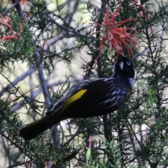 Phylidonyris novaehollandiae (New Holland Honeyeater) at Point Hut to Tharwa - 27 Oct 2021 by RodDeb