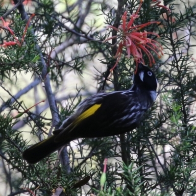 Phylidonyris novaehollandiae (New Holland Honeyeater) at Point Hut to Tharwa - 27 Oct 2021 by RodDeb