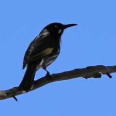 Phylidonyris novaehollandiae at Gordon, ACT - 27 Oct 2021