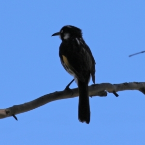 Phylidonyris novaehollandiae at Gordon, ACT - 27 Oct 2021