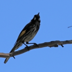 Phylidonyris novaehollandiae at Gordon, ACT - 27 Oct 2021