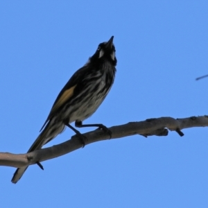 Phylidonyris novaehollandiae at Gordon, ACT - 27 Oct 2021