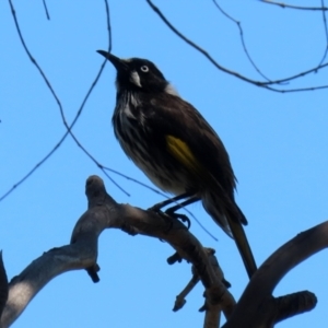 Phylidonyris novaehollandiae at Gordon, ACT - 27 Oct 2021