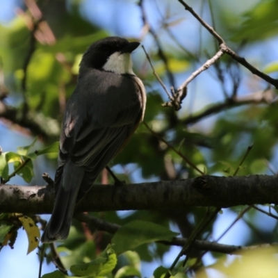 Pachycephala rufiventris (Rufous Whistler) at Paddys River, ACT - 27 Oct 2021 by RodDeb