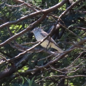 Pachycephala rufiventris at Paddys River, ACT - 27 Oct 2021