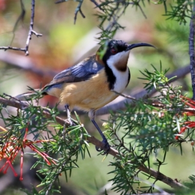 Acanthorhynchus tenuirostris (Eastern Spinebill) at Gordon, ACT - 27 Oct 2021 by RodDeb